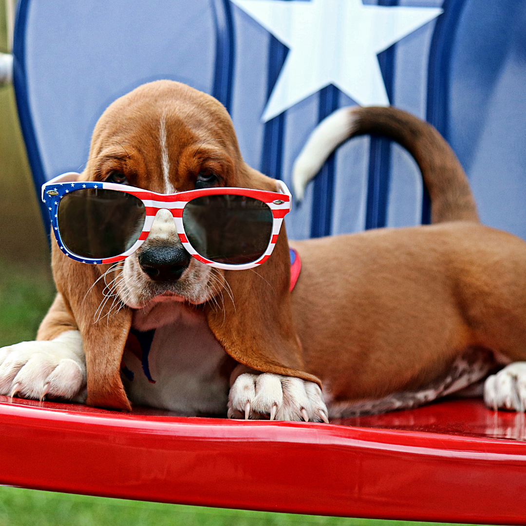 fourth of july dog in sunglasses